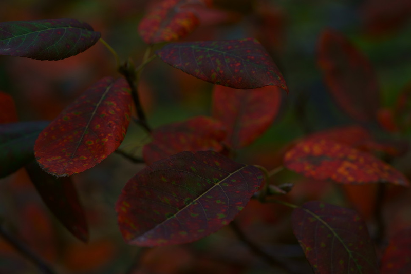Illustration for article titled 48 Photos Of Autumn Around The World